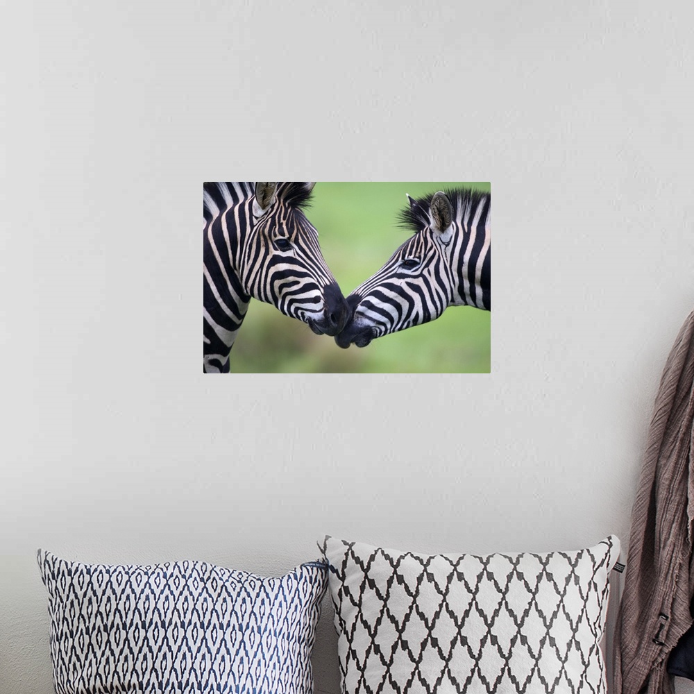 A bohemian room featuring Picture of two zebras facing each other and are nose to nose.