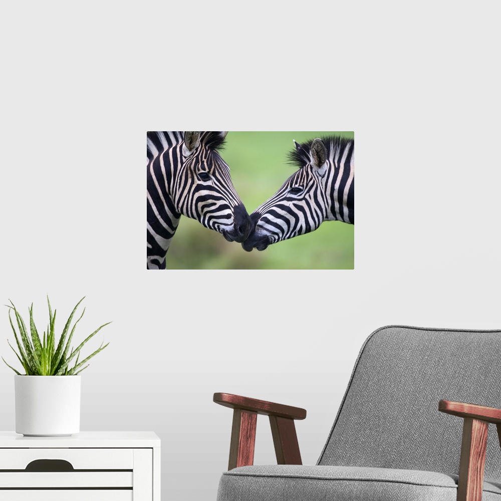 A modern room featuring Picture of two zebras facing each other and are nose to nose.