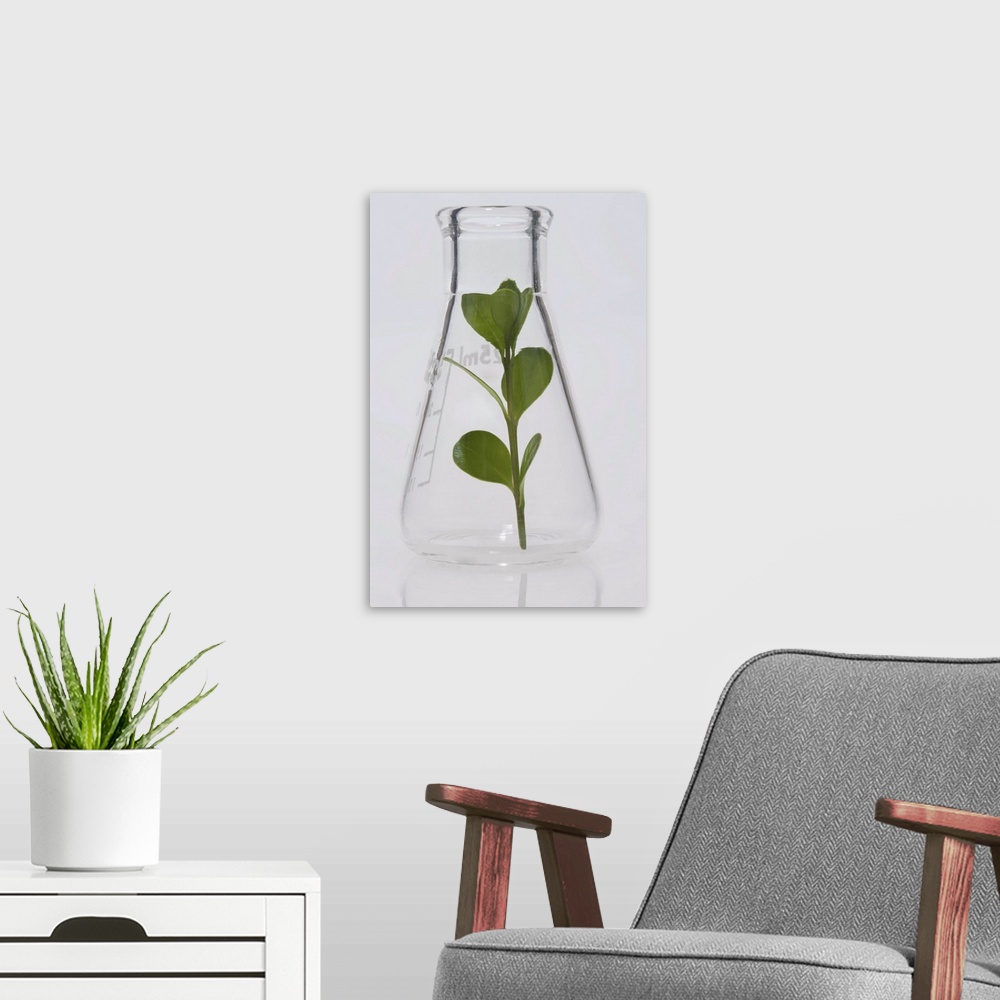 A modern room featuring Plant stem inside a beaker