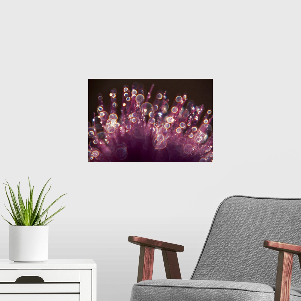 A modern room featuring Close-up shot of a bristled purple plant with morning dew attached, slightly out of focus to rese...