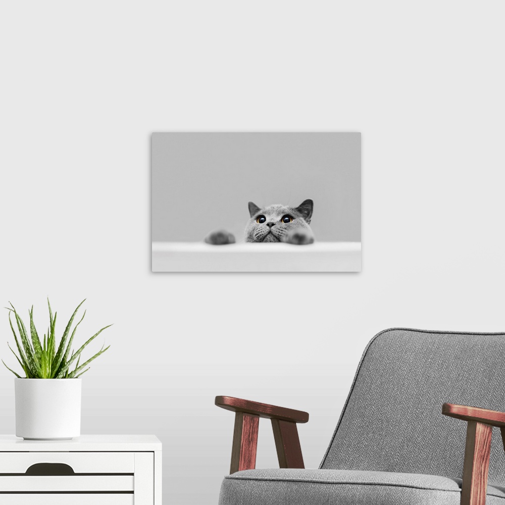A modern room featuring Playful grey purebred cat peeking out. British shorthair cat. Domestic animal.