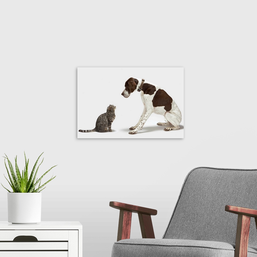 A modern room featuring Pointer looking down at cat