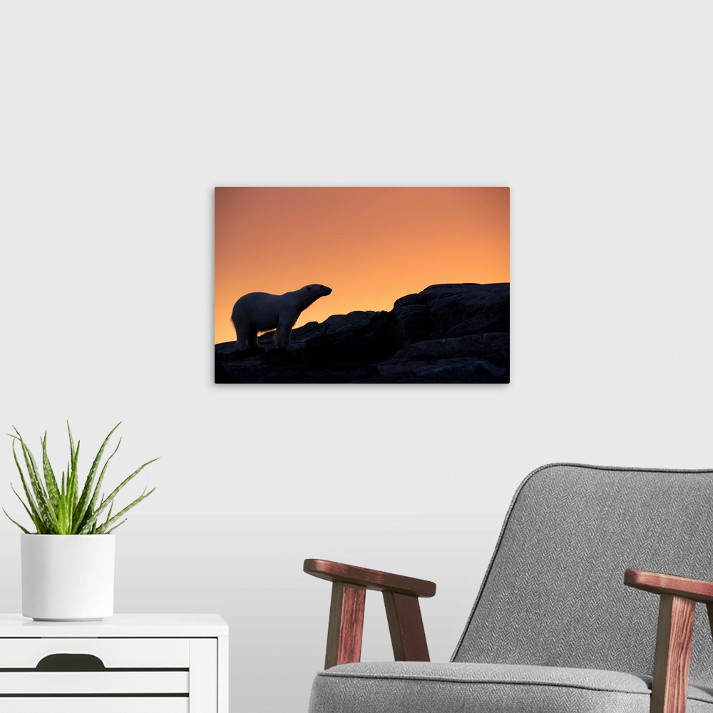 A modern room featuring Canada, Nunavut Territory, Silhouette of Polar Bear (Ursus maritimus) standing on rocky coast of ...
