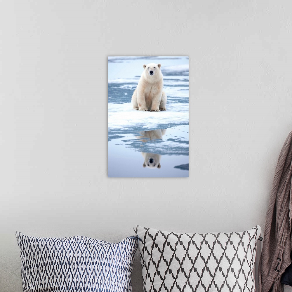 A bohemian room featuring Polar Bear (Ursus maritimus) resting at edge of melting sea ice along Sabinebukta Bay at Irminger...