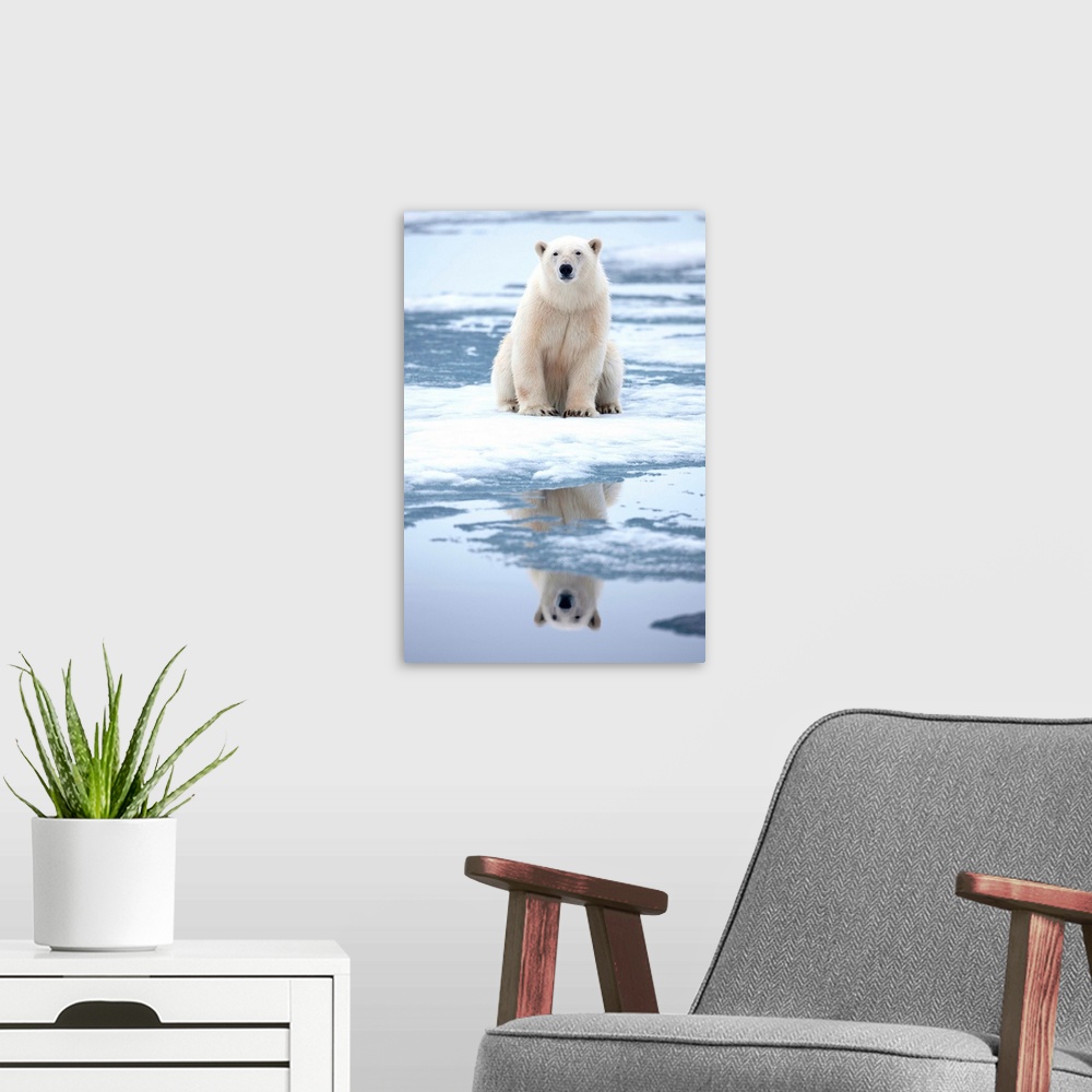 A modern room featuring Polar Bear (Ursus maritimus) resting at edge of melting sea ice along Sabinebukta Bay at Irminger...