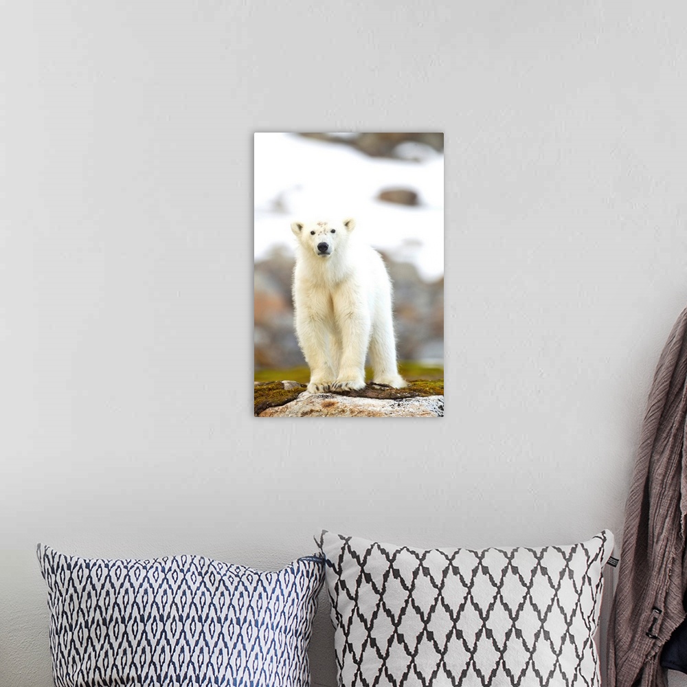A bohemian room featuring Norway, Svalbard, Spitsbergen Island, Young Polar Bear (Ursus maritimus) cub standing on rocky ou...