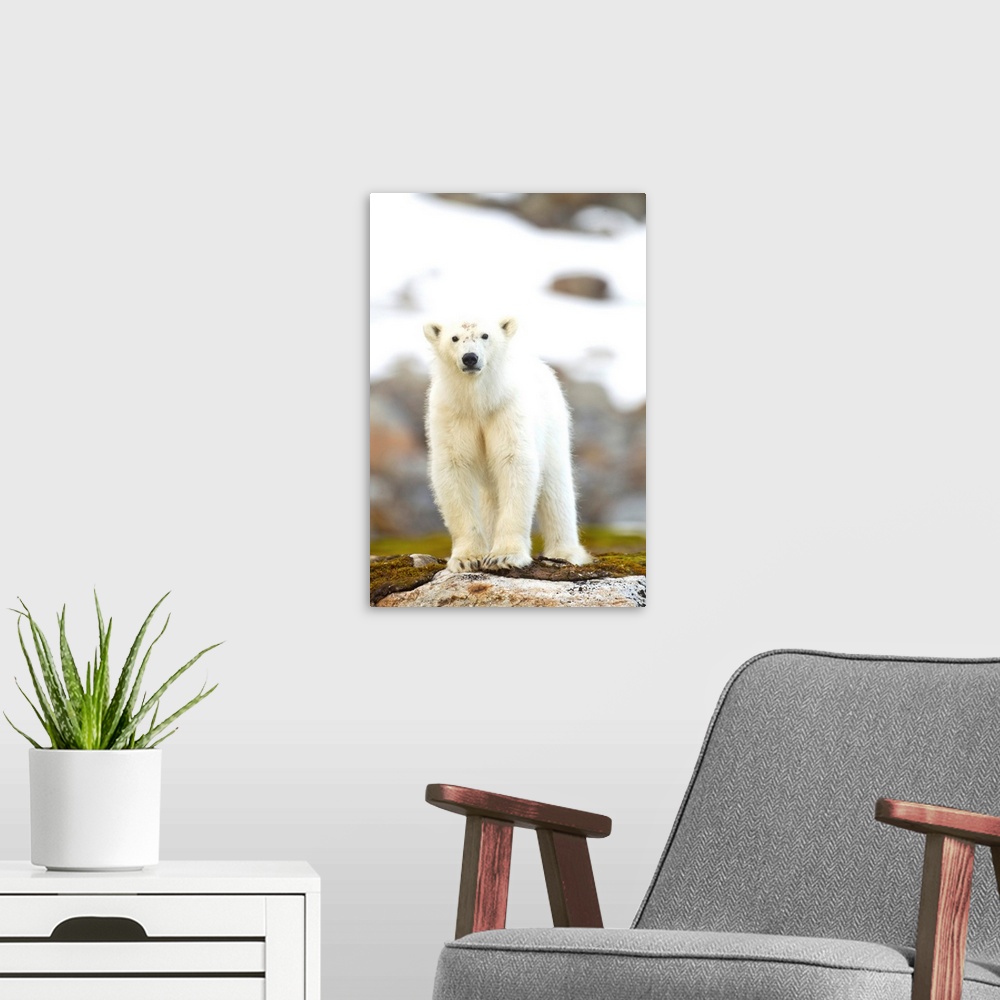 A modern room featuring Norway, Svalbard, Spitsbergen Island, Young Polar Bear (Ursus maritimus) cub standing on rocky ou...