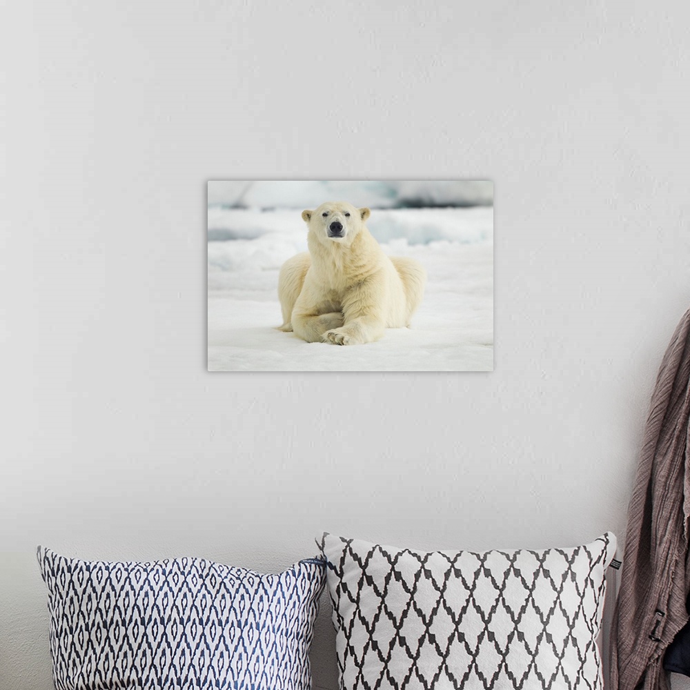 A bohemian room featuring Norway, Svalbard, Nordaustlandet, Polar Bear (Ursus maritimus) resting on broken sea ice near Phi...