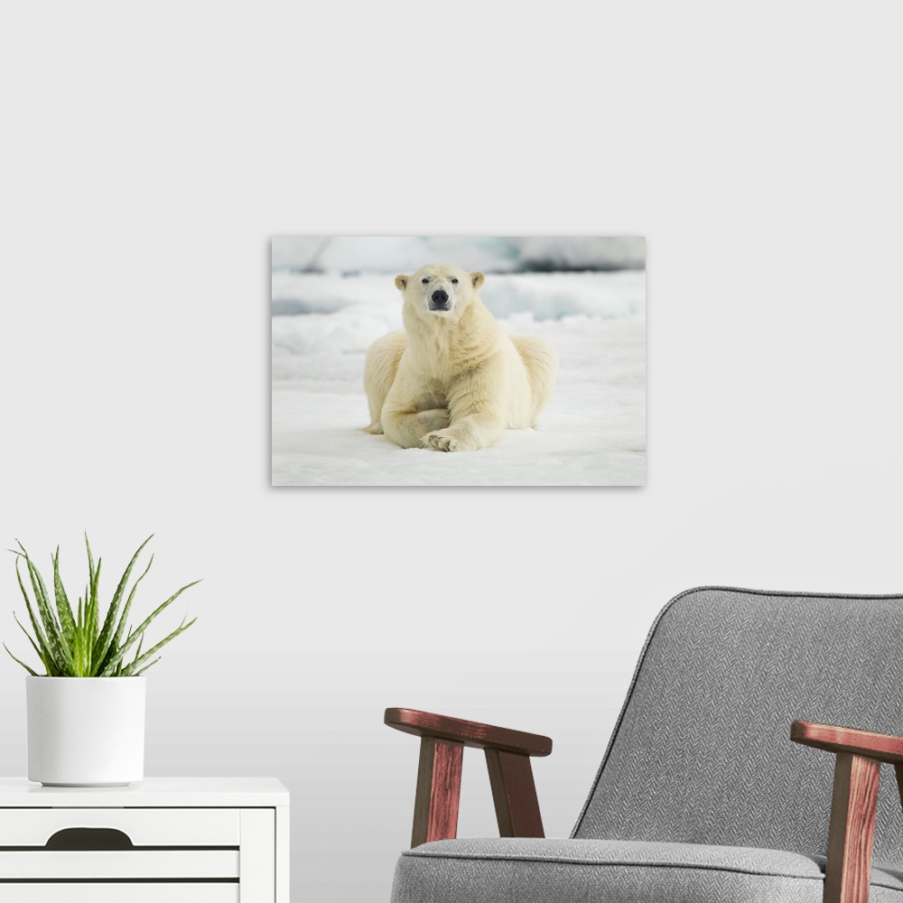 A modern room featuring Norway, Svalbard, Nordaustlandet, Polar Bear (Ursus maritimus) resting on broken sea ice near Phi...