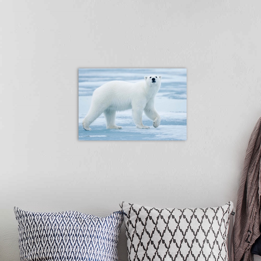 A bohemian room featuring Polar bear on ice in Lady Franklin Fjord near Lady Point in Nordaustlandet, Svalbard, Norway. Pho...