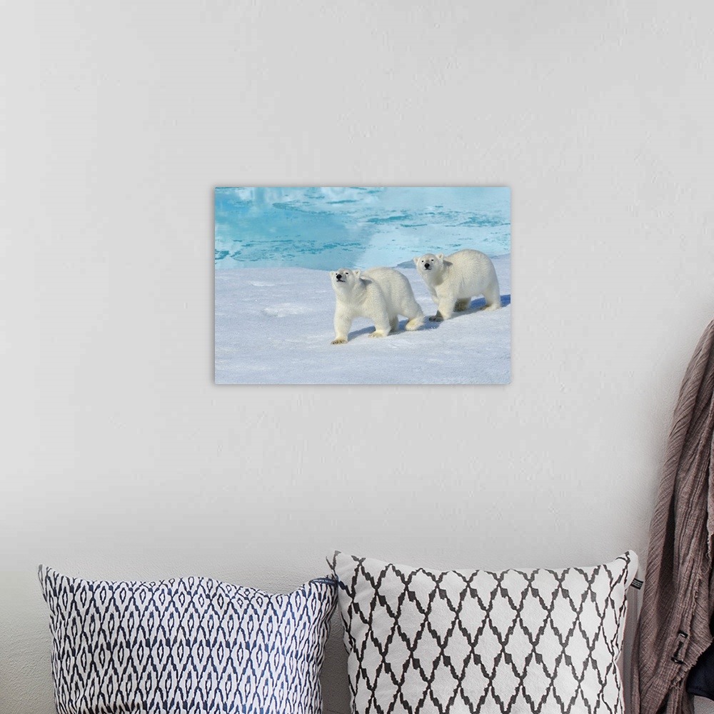 A bohemian room featuring Polar bear, two cups on pack ice, Ursus maritimus, North East Greenland Coast, Greenland, Arctic