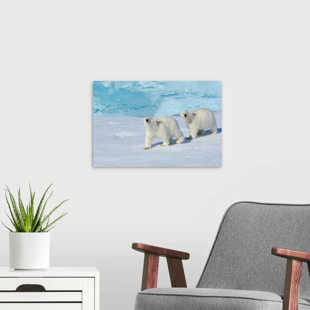 A modern room featuring Polar bear, two cups on pack ice, Ursus maritimus, North East Greenland Coast, Greenland, Arctic