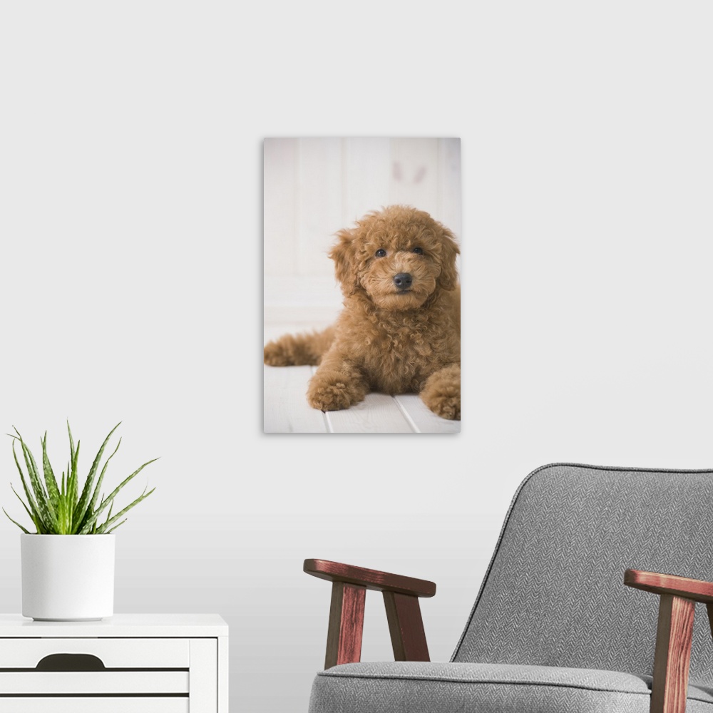 A modern room featuring Poodle Lying Down