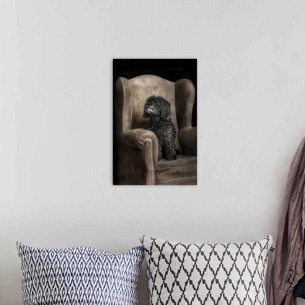 A bohemian room featuring fotografia de estudio de perro caniche