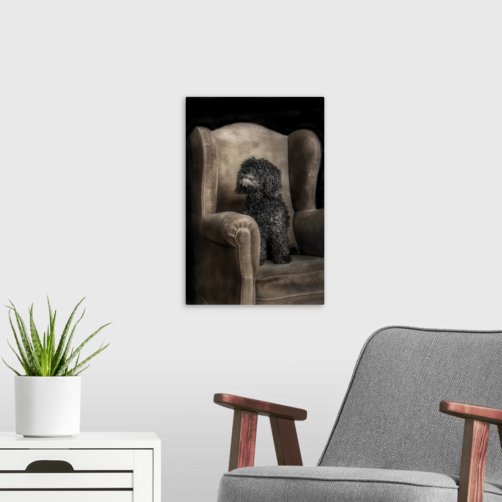 A modern room featuring fotografia de estudio de perro caniche