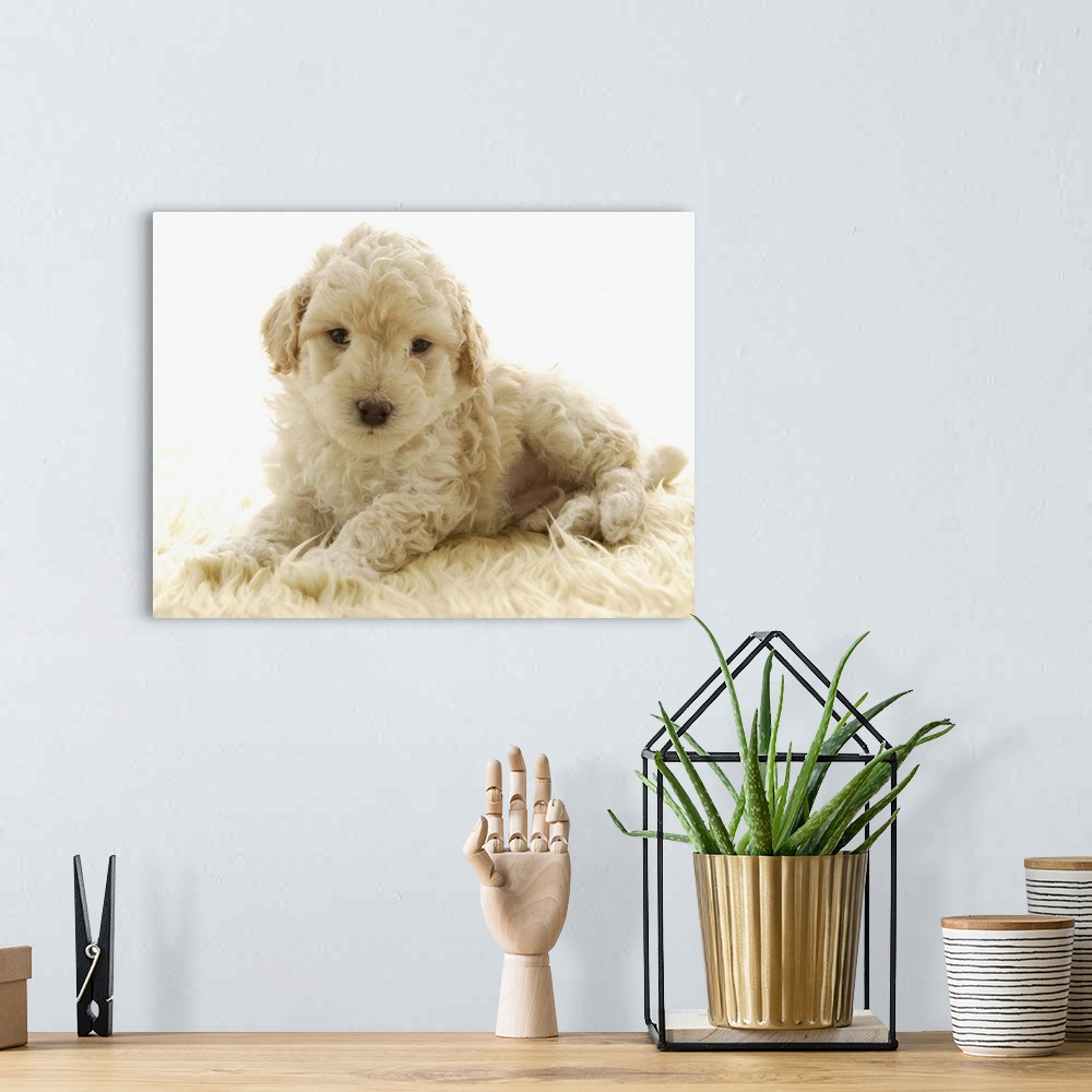 A bohemian room featuring Poodle puppy