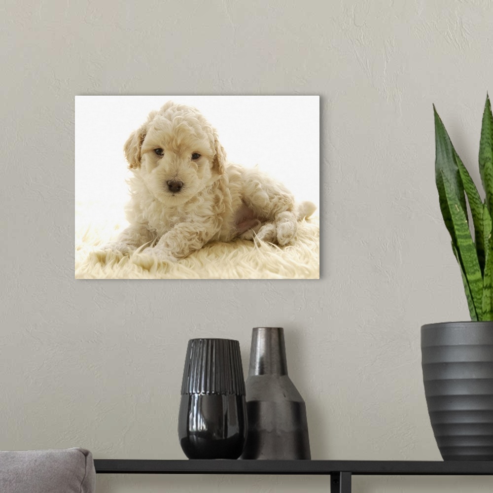 A modern room featuring Poodle puppy