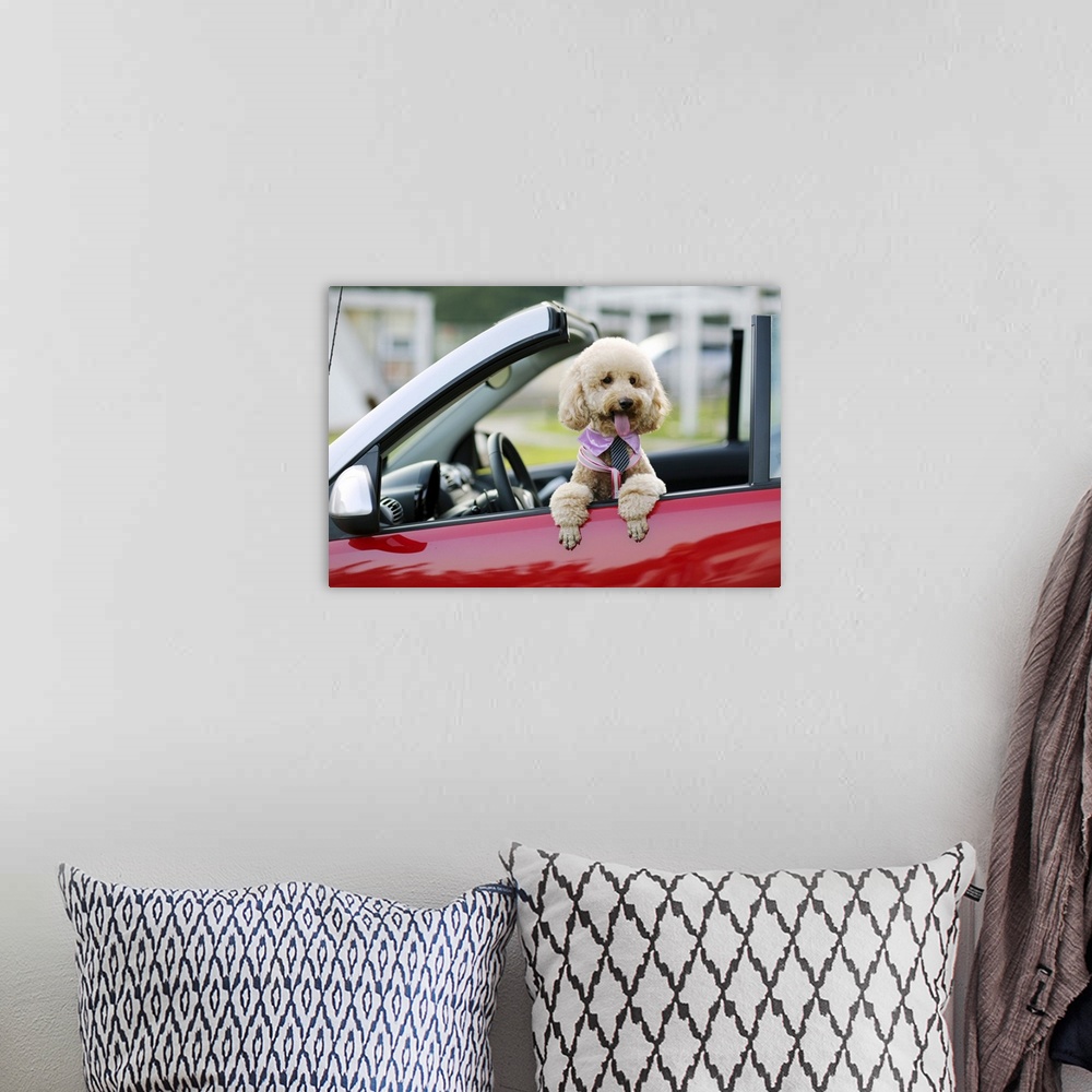 A bohemian room featuring Poodle sitting in the passenger-side  of a red car