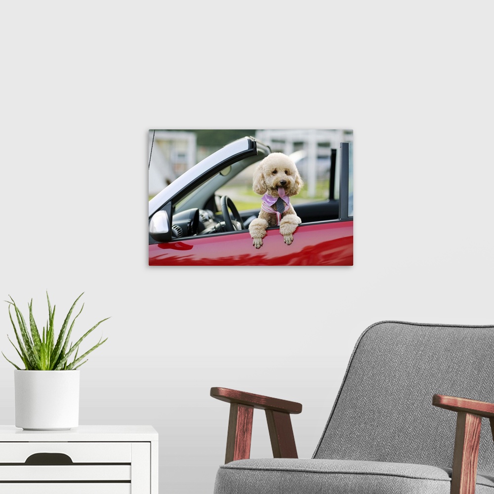 A modern room featuring Poodle sitting in the passenger-side  of a red car