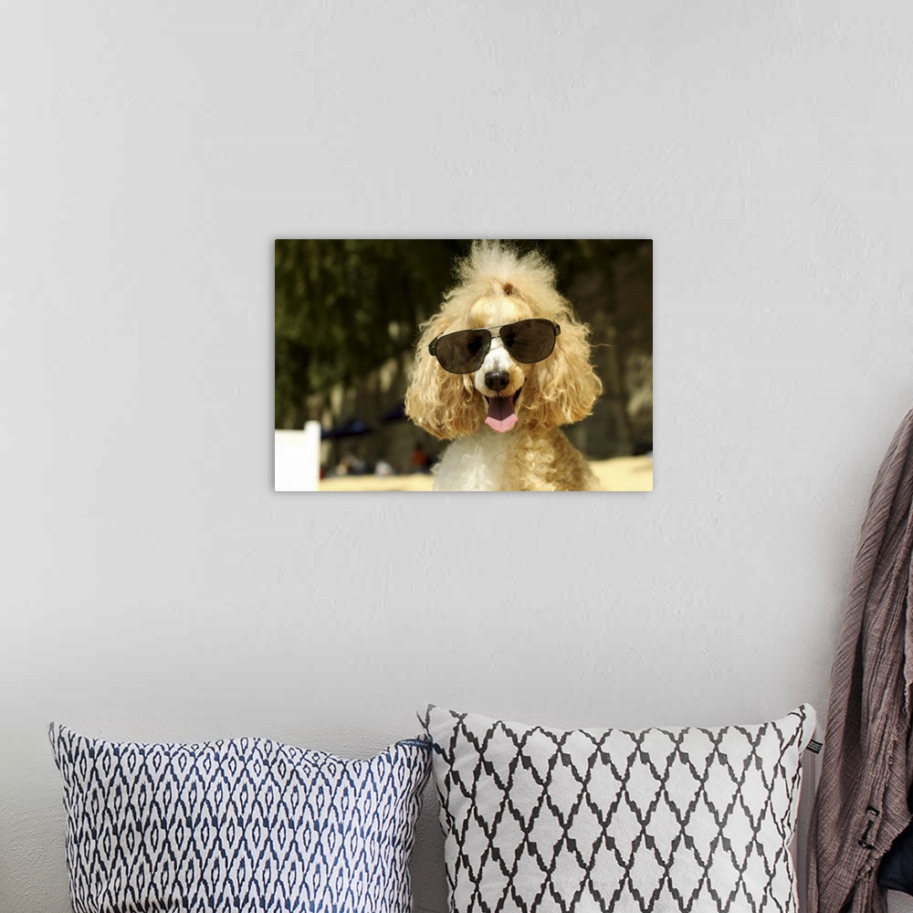 A bohemian room featuring Smiling poodle wearing sunglasses on beach.