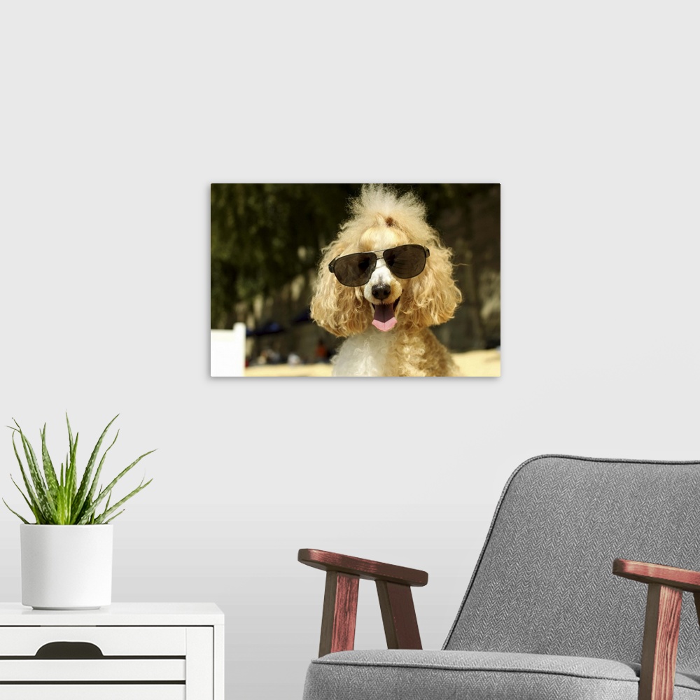 A modern room featuring Smiling poodle wearing sunglasses on beach.
