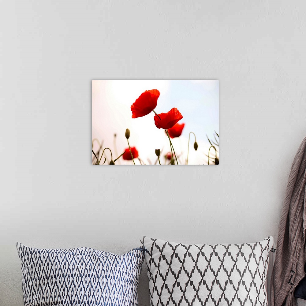 A bohemian room featuring Poppies.