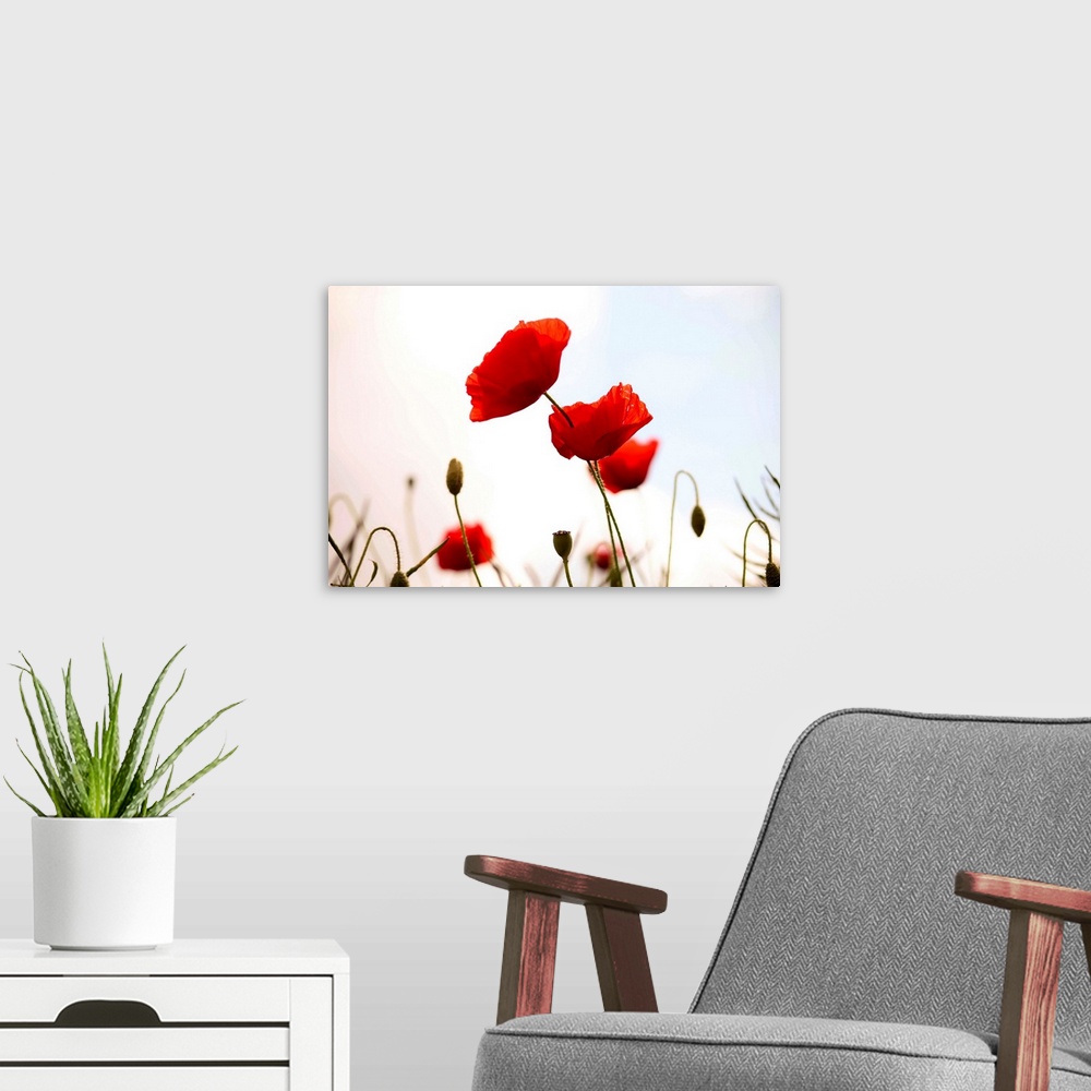 A modern room featuring Poppies.
