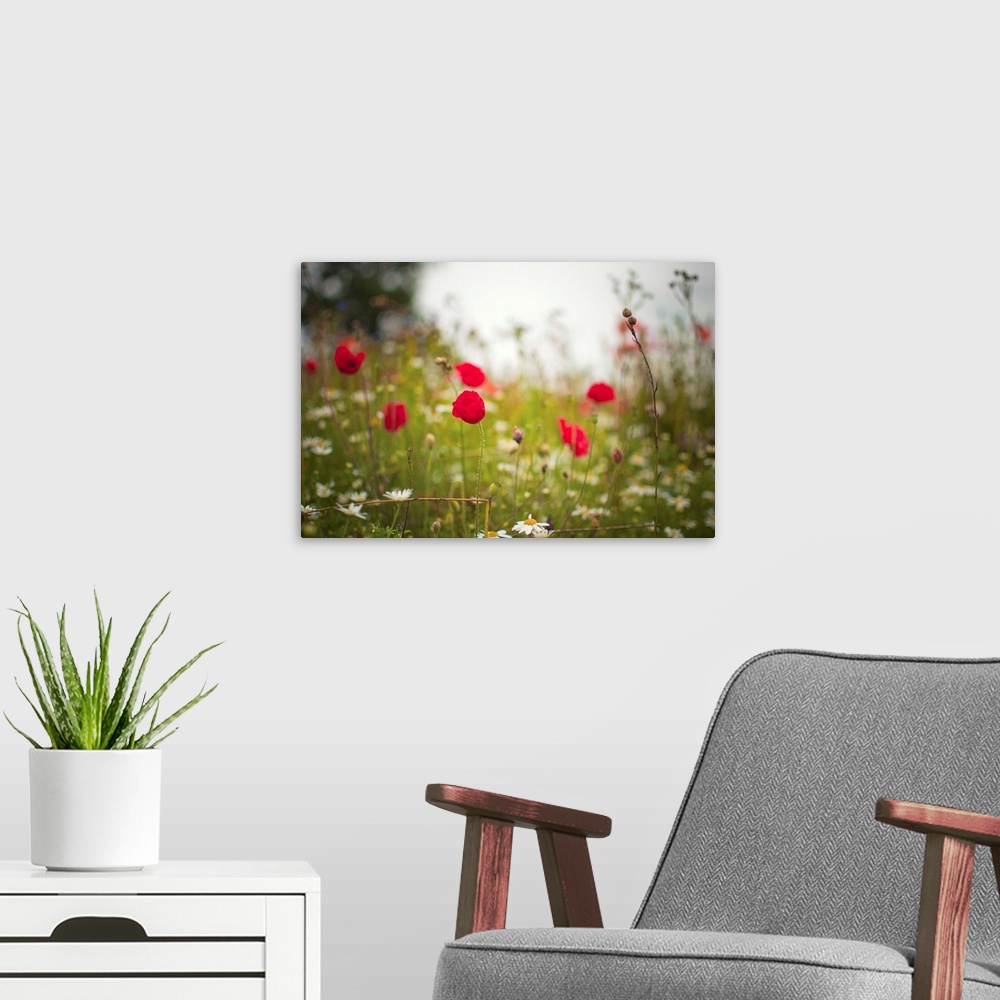 A modern room featuring Poppies and daisies in countryside meadow.