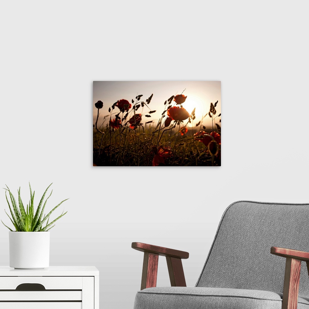 A modern room featuring Poppies and grasses in natural setting.