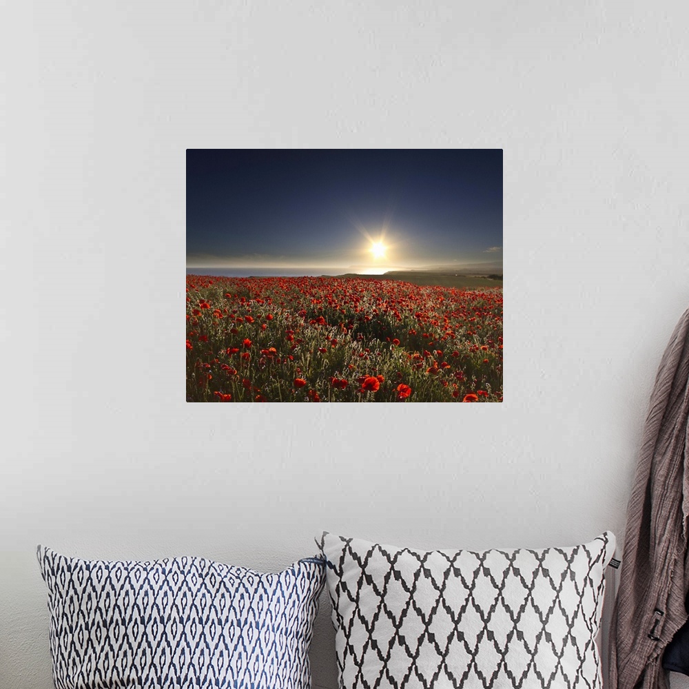 A bohemian room featuring View of poppies field with sun in summer.