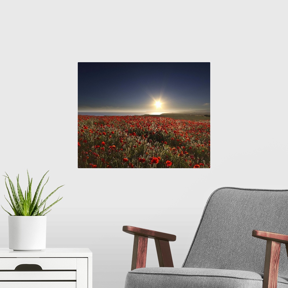 A modern room featuring View of poppies field with sun in summer.