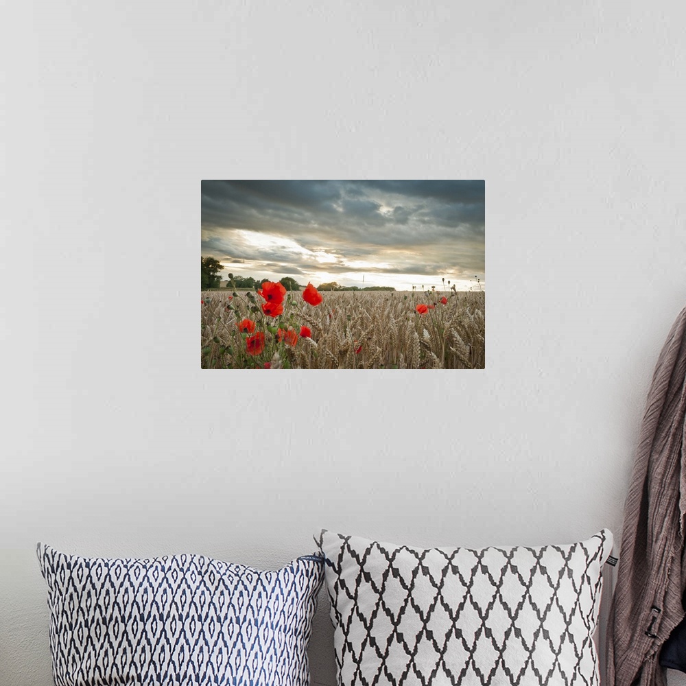 A bohemian room featuring Red poppies in wheat/barley field under moody dramatic sunset with dark clouds.