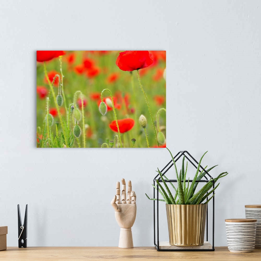 A bohemian room featuring Poppies, Somme valley, France