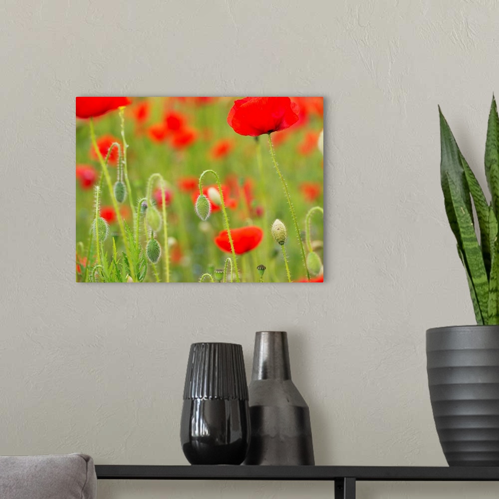 A modern room featuring Poppies, Somme valley, France