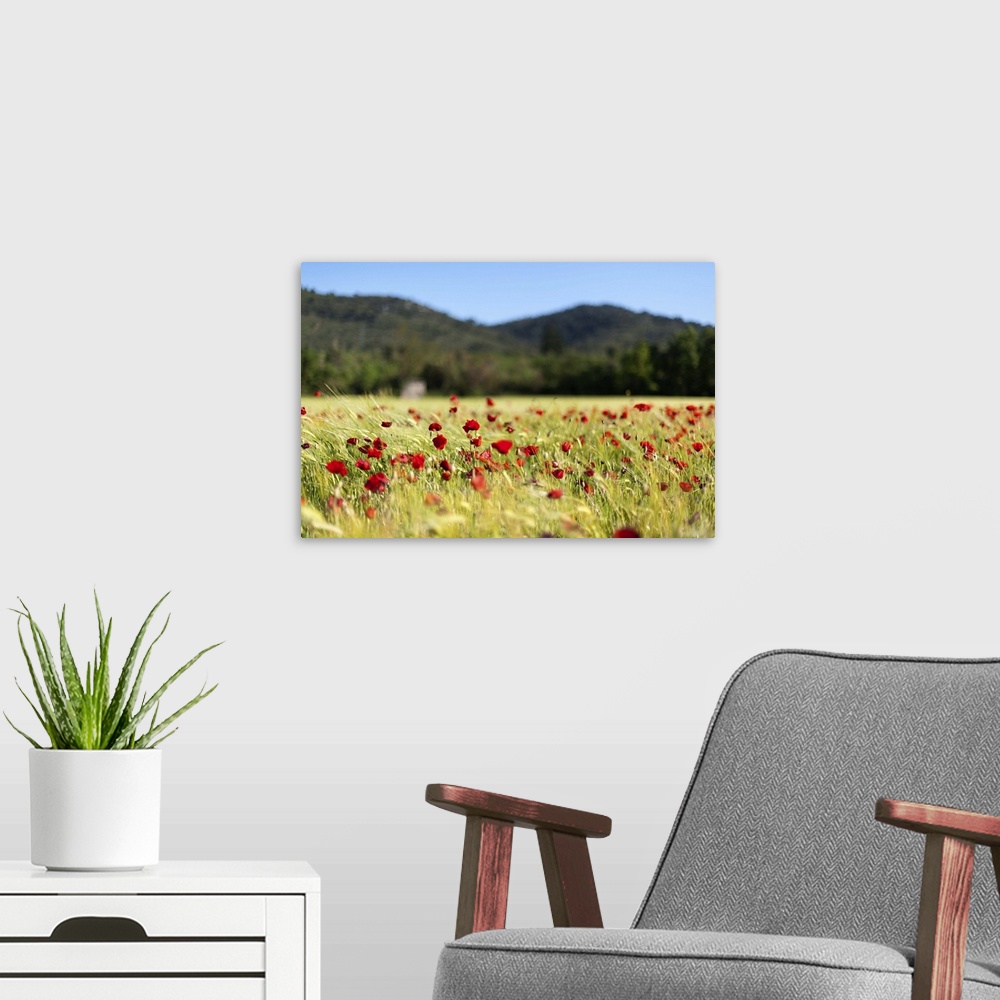A modern room featuring A rural field with blooming poppies in the wind with Provencal hills  background.