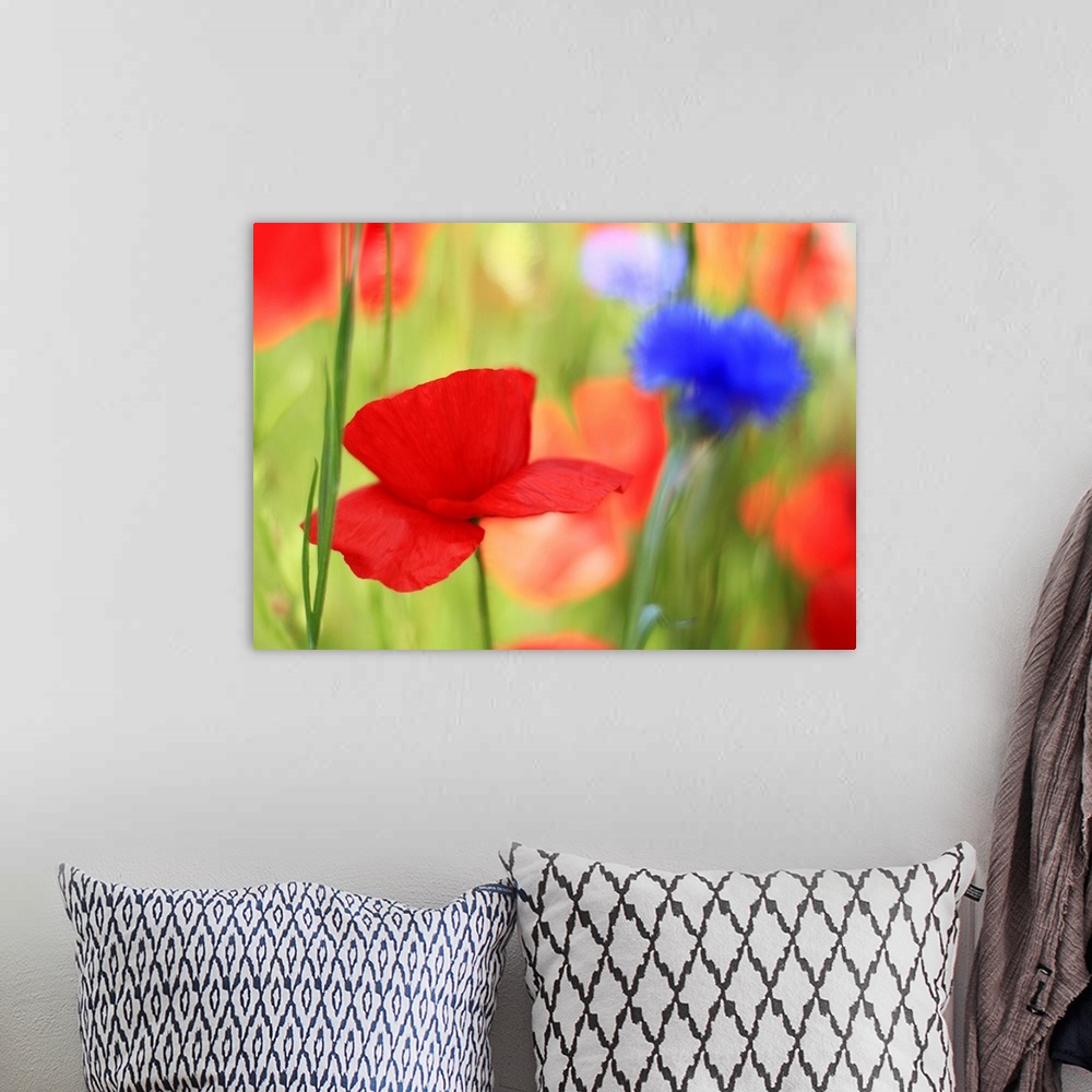 A bohemian room featuring Poppy field with cornflowers, Vancouver, BC.