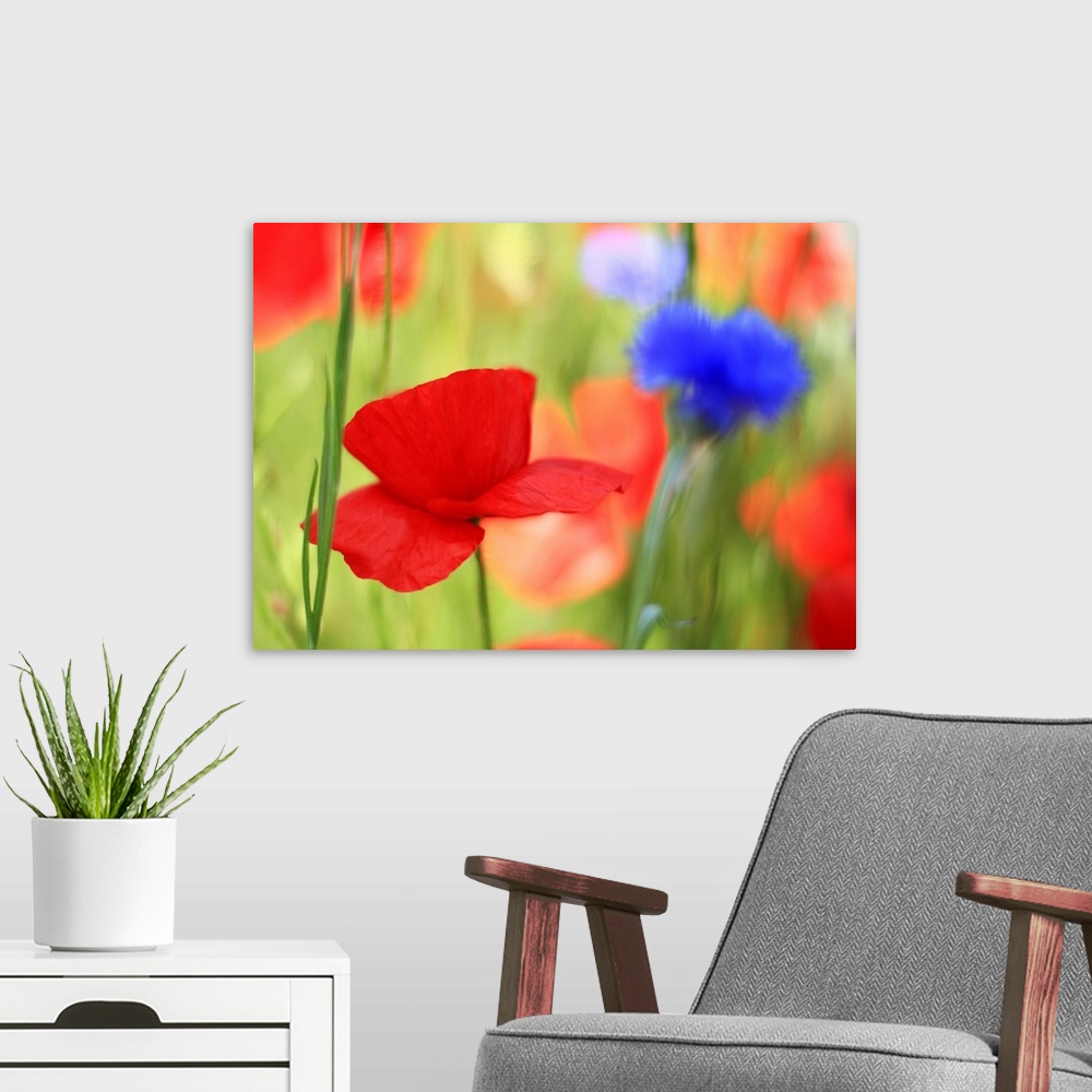 A modern room featuring Poppy field with cornflowers, Vancouver, BC.
