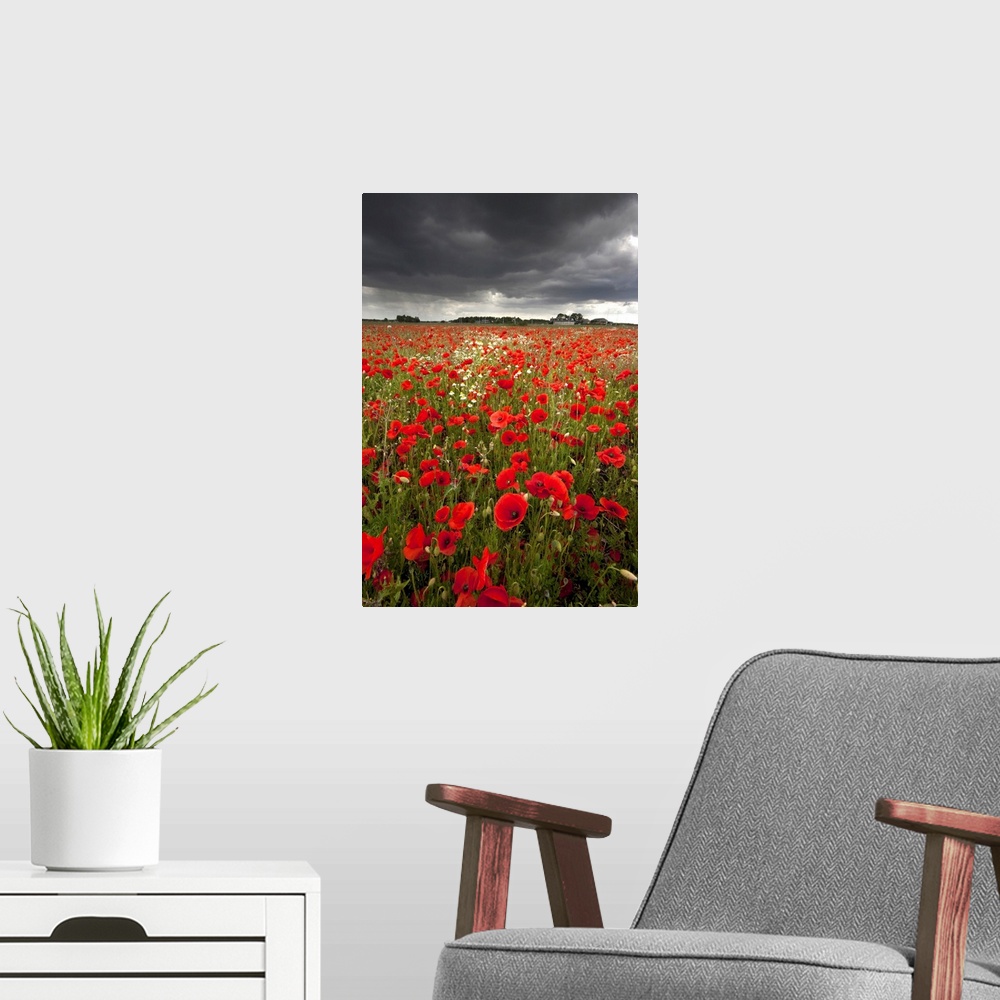 A modern room featuring Poppy field with stormy sky in background.
