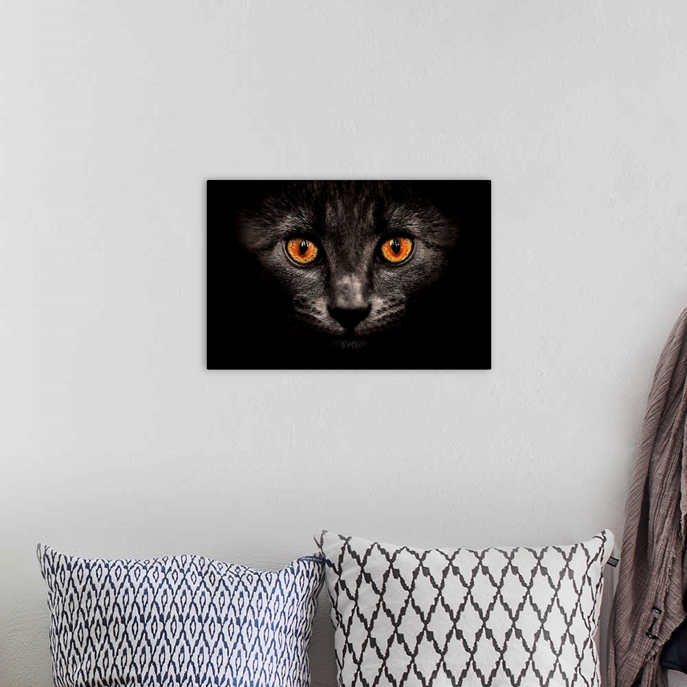 A bohemian room featuring Portrait cat on dark.