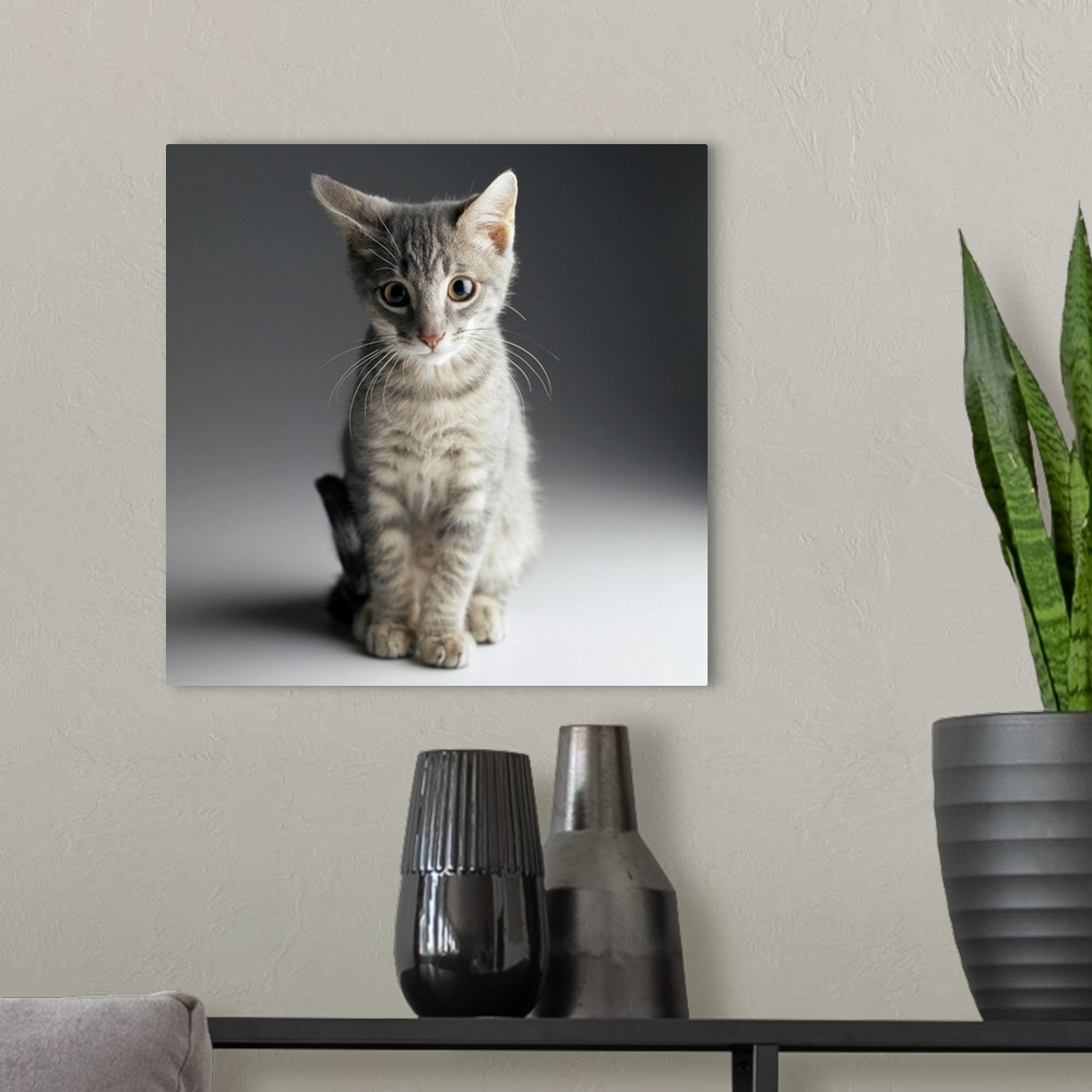 A modern room featuring Portrait of a Blue Tabby Kitten