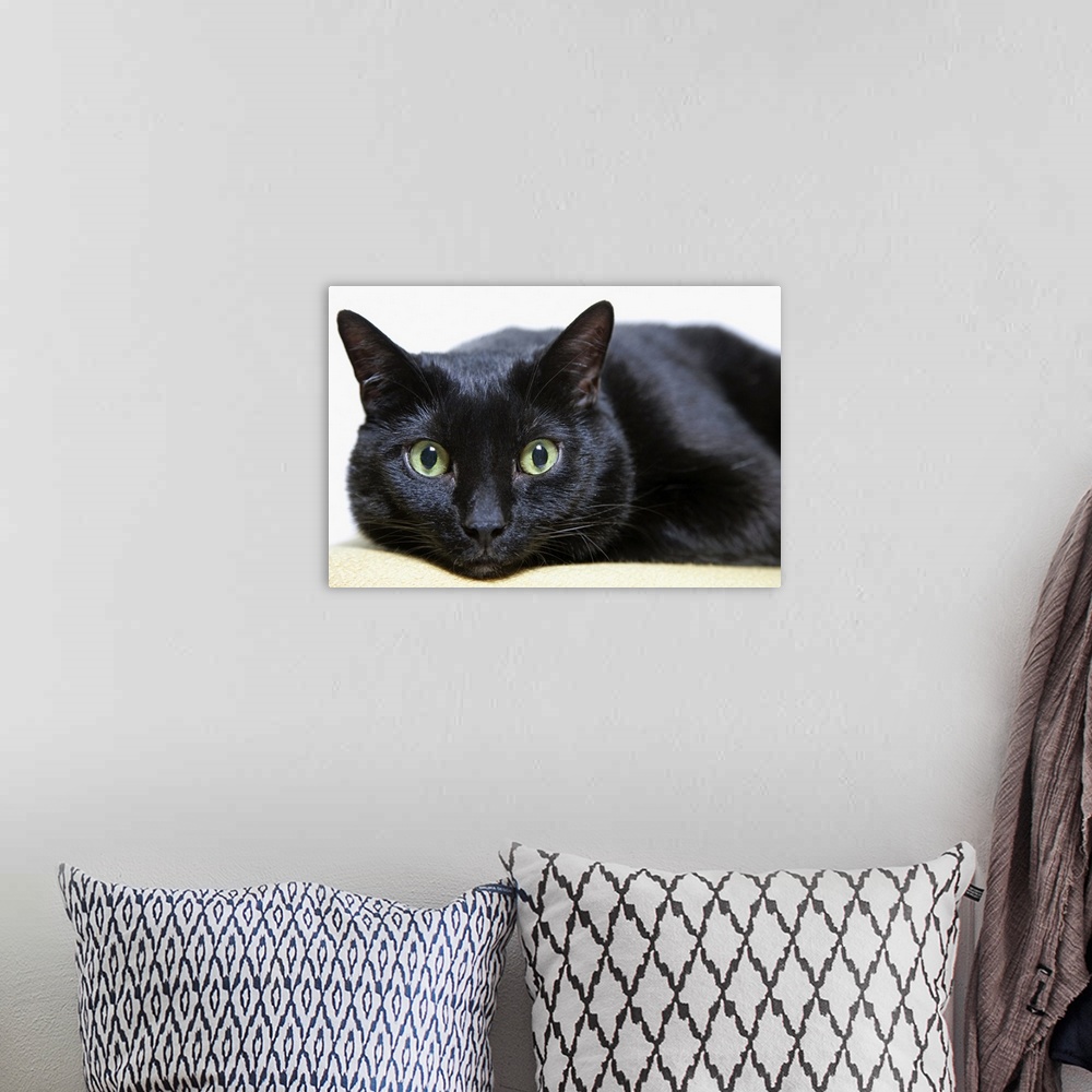 A bohemian room featuring Portrait of a Cat