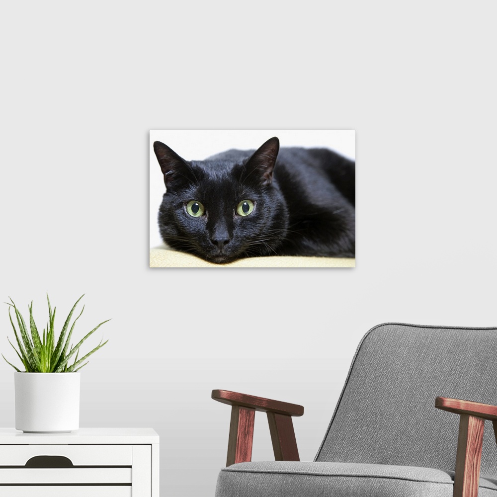 A modern room featuring Portrait of a Cat