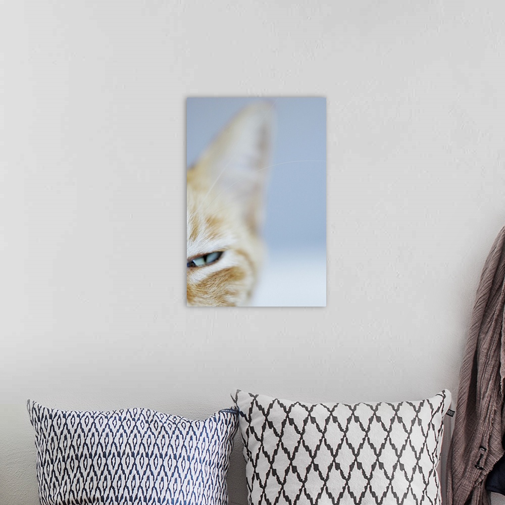 A bohemian room featuring Portrait of a cat