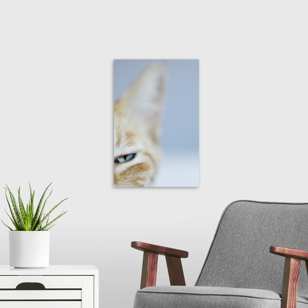 A modern room featuring Portrait of a cat