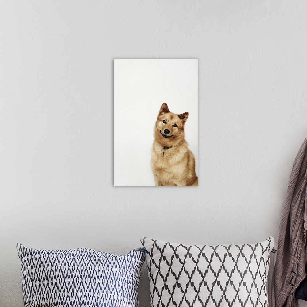 A bohemian room featuring Portrait of a Finnish Spitz dog smiling