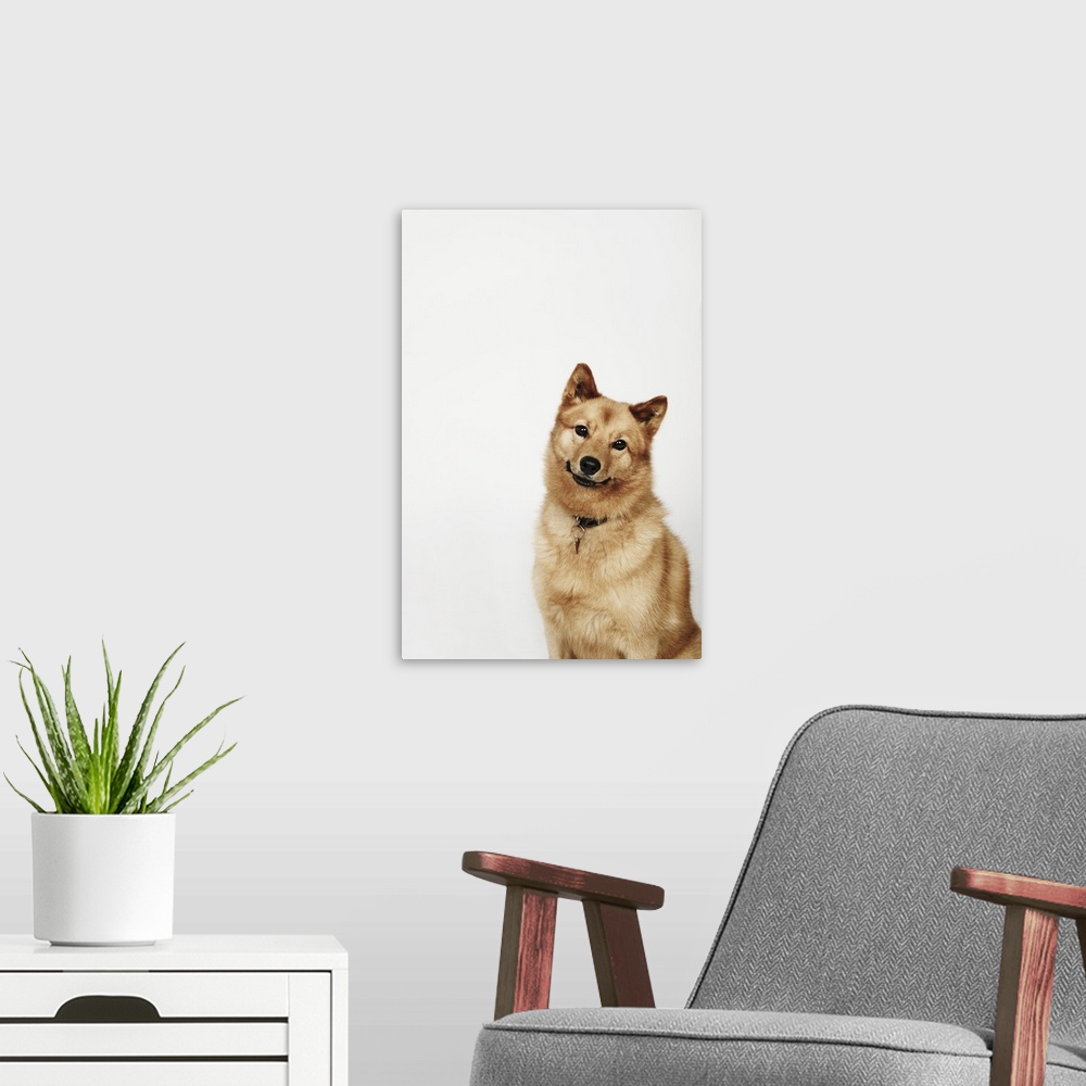 A modern room featuring Portrait of a Finnish Spitz dog smiling