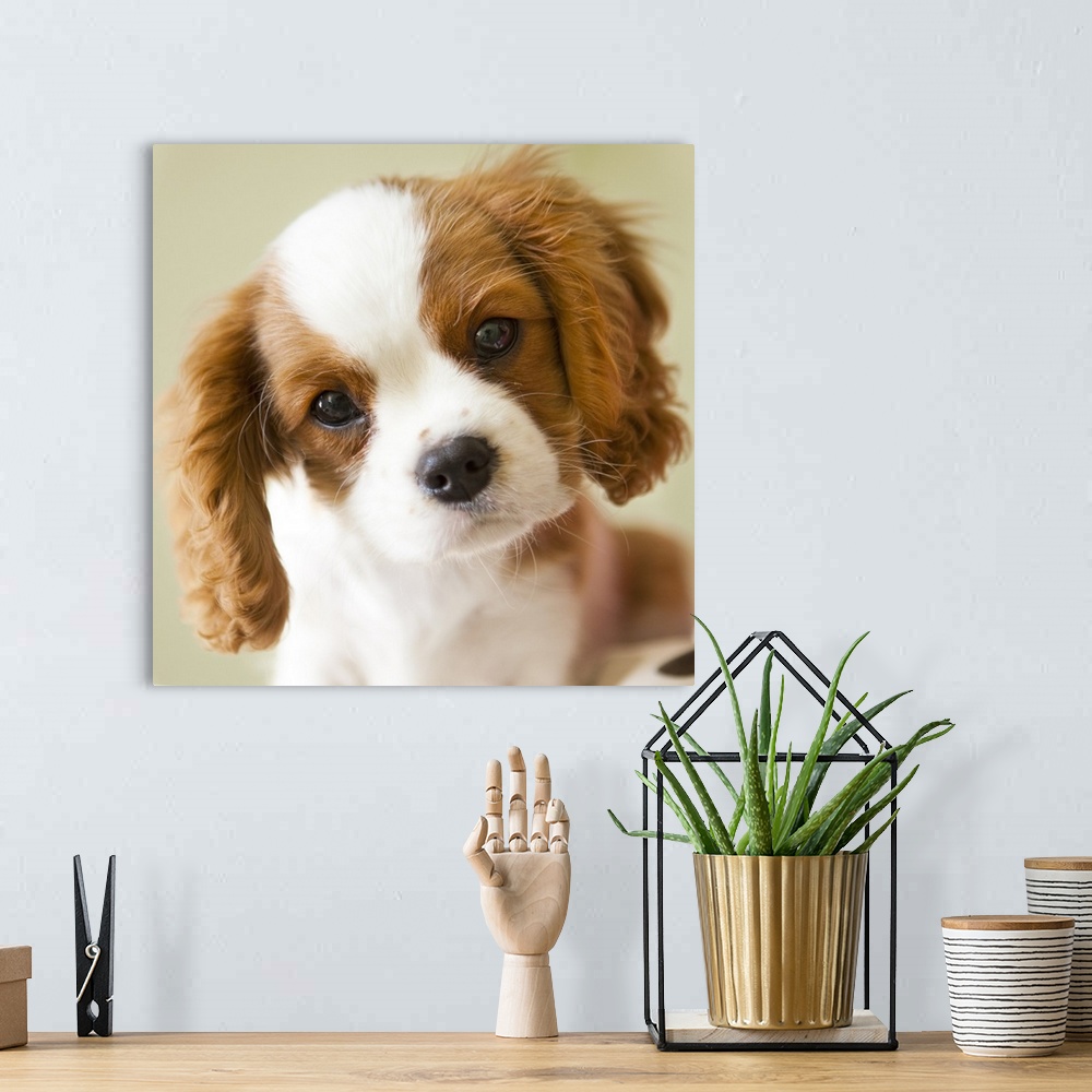 A bohemian room featuring Portrait of a King Charles Spaniel puppy.