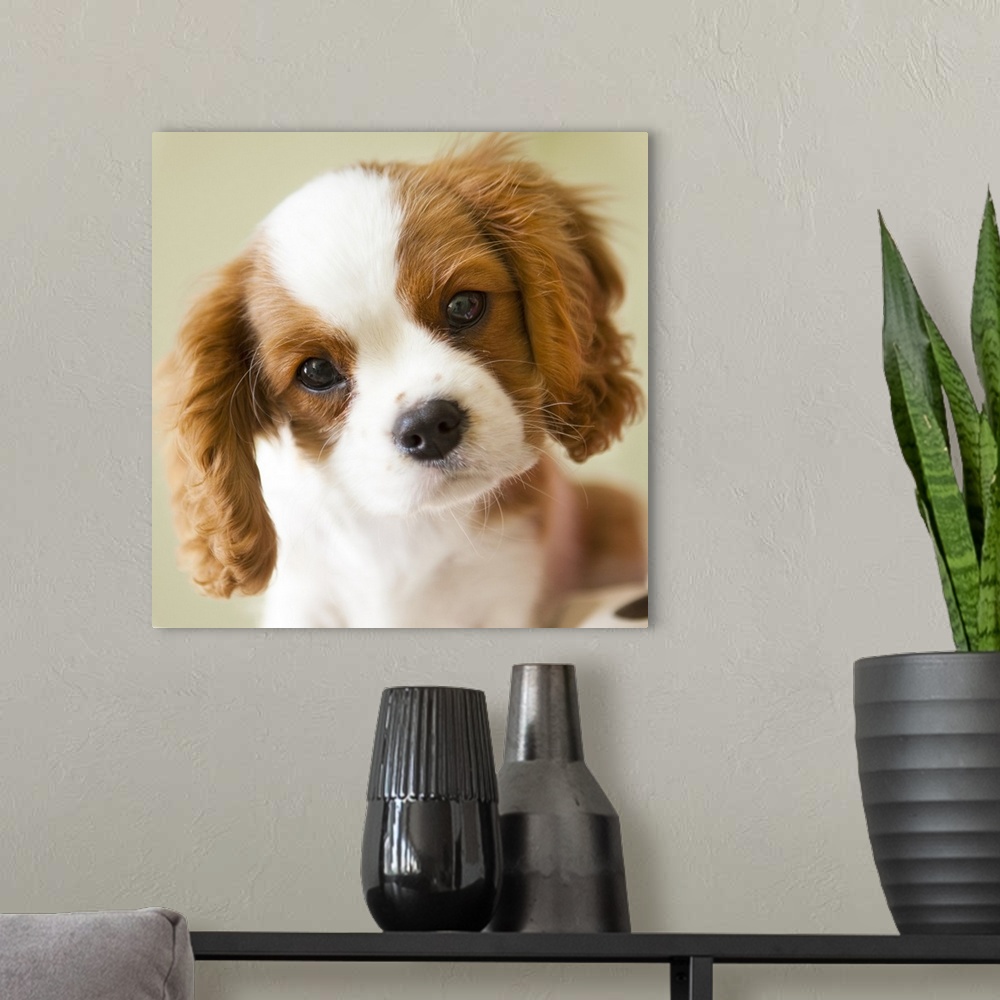 A modern room featuring Portrait of a King Charles Spaniel puppy.