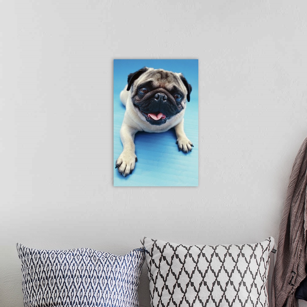 A bohemian room featuring portrait of a pug dog