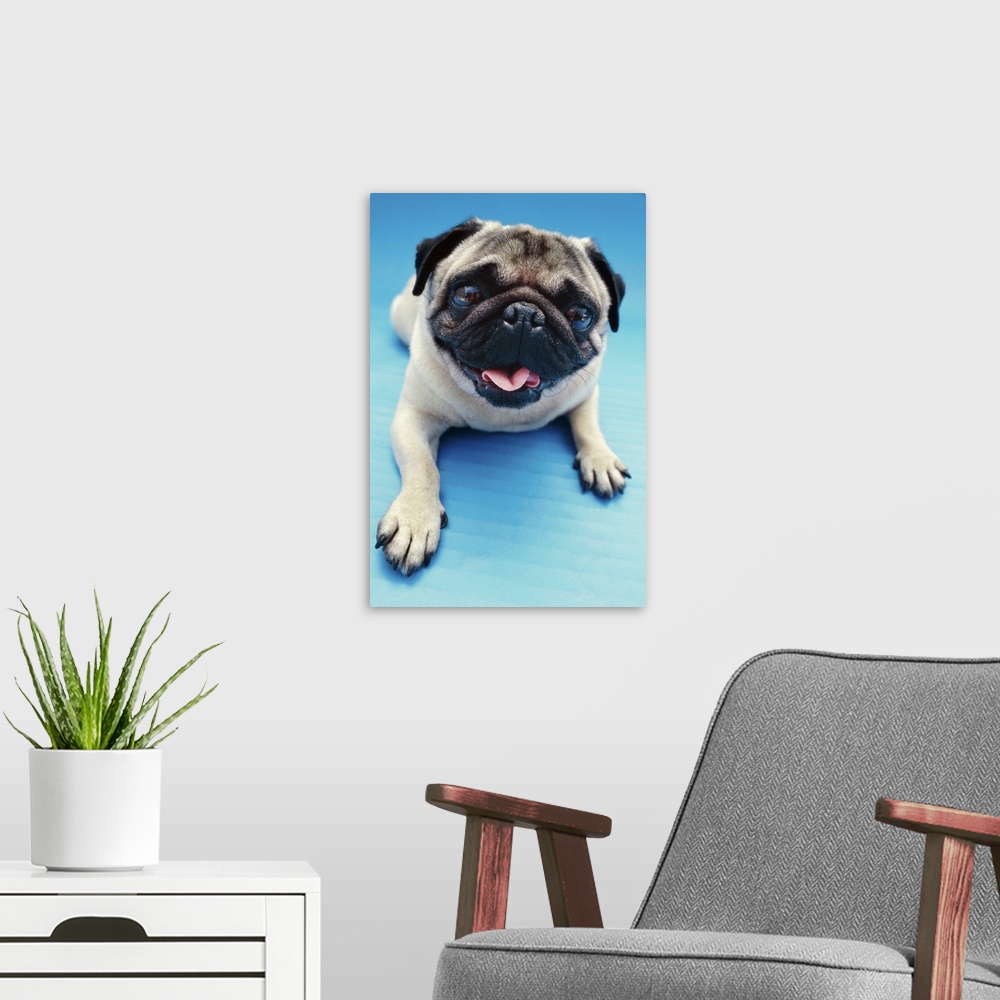 A modern room featuring portrait of a pug dog